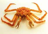 King Crab