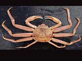 Snow Crab