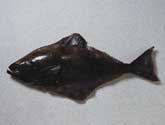 Pacific Halibut