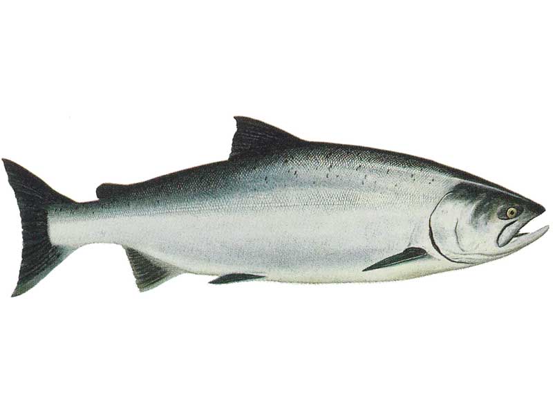 King (Chinook) Salmon