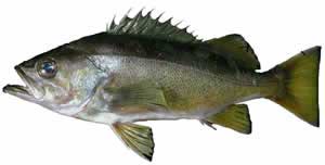 Pacific Rockfish