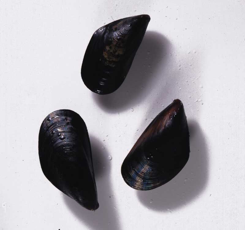 Penn Cove Mussels