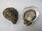 Agate Pass Oyster
