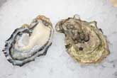Bald Point Oyster