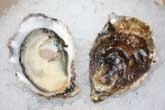 Barron Point Oyster