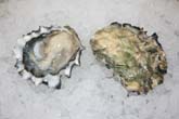 Cortes Island Oyster