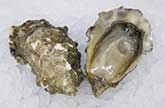 Cougar Creek Oyster