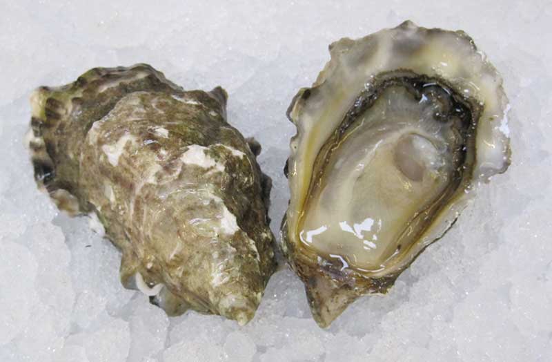 Cougar Creek Oyster