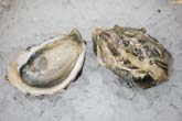 Denman Island Oyster