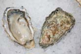 Eld Inlet Oyster