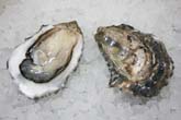 Fanny Bay Oyster