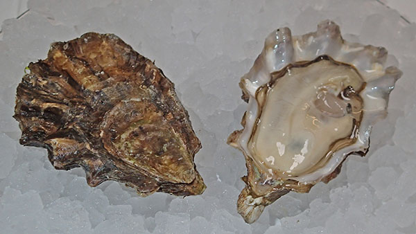 Flapjack Point Oyster