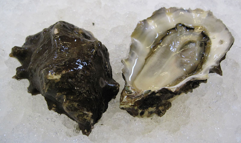 Graham Point Oyster