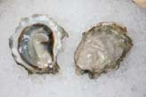 Hammersley Inlet Oyster