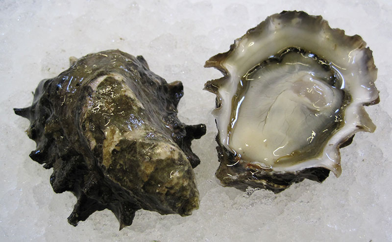 Harstine Island Oyster
