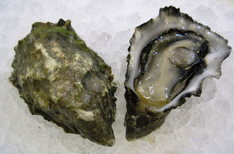 Hollie Wood Oyster