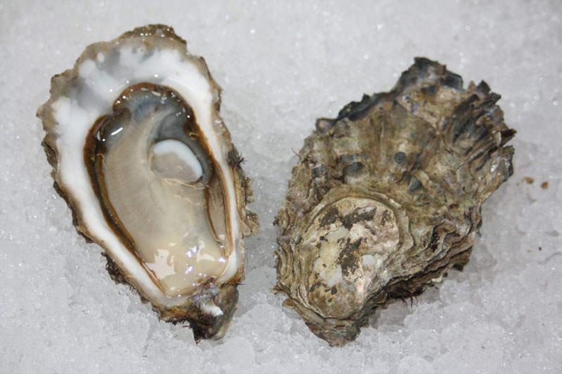Hood Canal Oyster