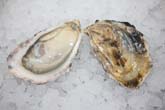 Imperial Eagle Oyster