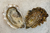 Jones Creek Oyster