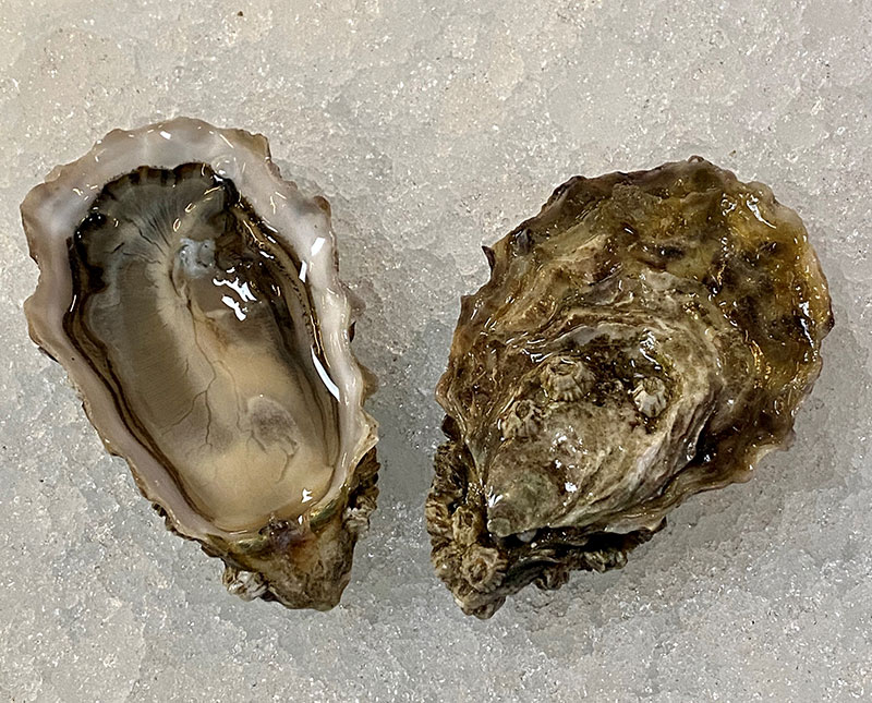 Judd Cove Oyster