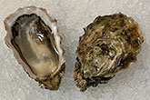 Judd Cove Oyster