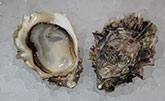 Kachemak Bay Oyster