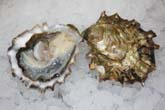 Malaspina Oyster