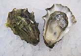 Netarts Bay Oyster