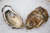 Nisqually River Oyster
