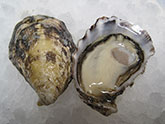 Oishi Oyster