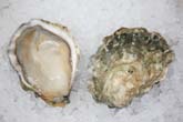 Quilcene Bay Oyster