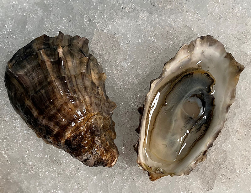 Shell Point Oyster