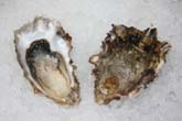 Snow Creek Oyster