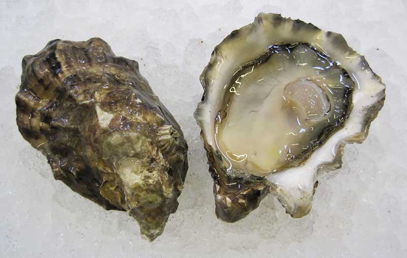 Totten Inlet Oyster