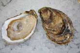 Virginica Oyster