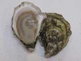 Wellfleet Oyster