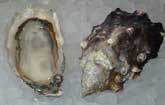 Wolf Beach Oyster