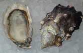 Wolf Beach Oyster