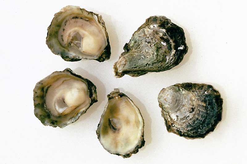 Olympia Oyster