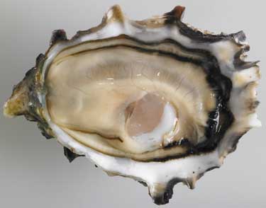 Barron Point Oysters - Marinelli Shellfish